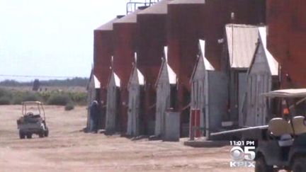 Capture d'&eacute;cran d'un reportage montrant les hangars o&ugrave; pr&egrave;s d'un millier de poulets a &eacute;t&eacute; tu&eacute;, le 20 septembre 2014, &agrave; Caruthers (Californie). (CNN / FRANCETV INFO)