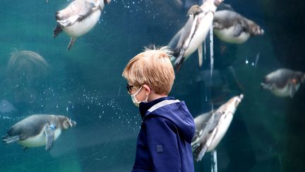 Pingouins de Humboldt au Parc zoologique de Paris, au bois de Vincennes, le 8 juin 2020. (FRANCK FIFE / AFP)