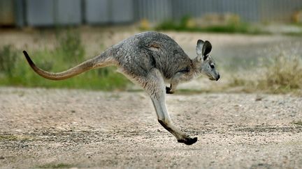 Un wallaby, en Australie, en juin 2006. (MAXPPP)