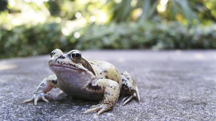 Un amphibien sur la route (illustration). (RICHARD NEWSTEAD / GETTY IMAGES)