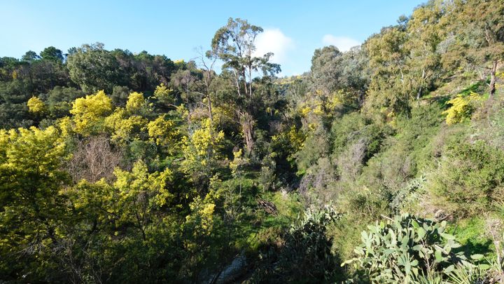 Le mimosa colonise le massif du Tanneron.&nbsp; (ISABELLE MORAND / DIDIER HIRSCH / RADIO FRANCE / FRANCE INFO)