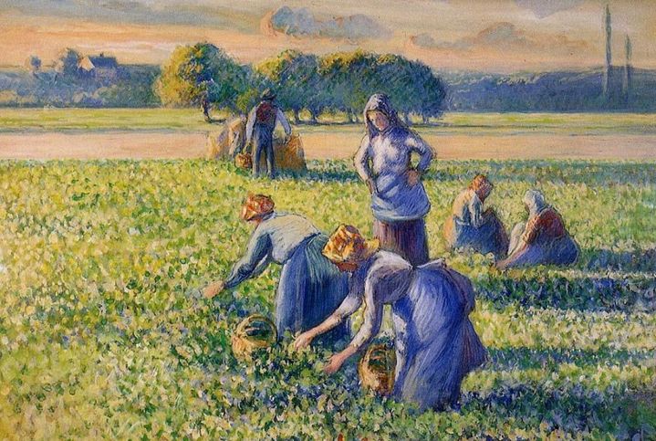 "La Cueillette des Pois" de Camille Pissarro (1887) (DOMAINE PUBLIC)