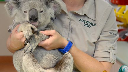 Le koala recueilli par l'Australia Zoo apr&egrave;s qu'il a pass&eacute; 90 km aggrip&eacute; &agrave; une voiture sur l'autoroute, le 26 juillet 2014, &agrave;&nbsp;Beerwah (Australie). (BEN BEADEN / AUSTRALIA ZOO / AFP)