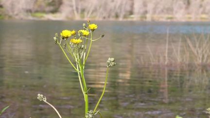 Alpes-Maritimes : grâce à la pluie, le lac du Broc échappe à la sécheresse (France 2)