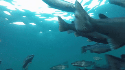 Le saumon, l'un des poissons préférés des Français, est de retour dans le Rhin après avoir totalement disparu du fleuve. Certains barrages ont été aménagés pour faciliter la remontée du fleuve. Toute la région s'est mobilisée. (France 2)