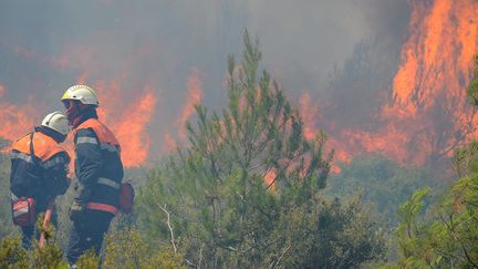  Incendie de pinède à Mailhac et aux abords de Bizes-Minervois (Aude), le 13 juillet 2016.&nbsp; (MAXPPP)