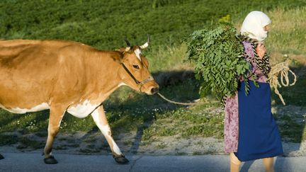 Photo d'illustration : une vache rousse passée par mégarde en Serbie doit être abattue, s'est indigné son propriétaire le 31 mai 2018 à la télévision bulgare. (YVAN TRAVERT / PHOTONONSTOP / AFP)