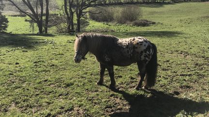 Un nouvel équidé a été tué à Cortambert, près de Cluny (Saône-et-Loire), le week-end du 8 et 9 août 2020.&nbsp;L'une de ses oreilles a été coupée (photo d'illustration). (CLÉMENT SOUBIGOU / FRANCE-BLEU BREIZH IZEL)