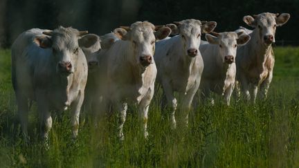 Les vaches, qui rejettent du méthane, sont régulièrement pointées du doigt pour leur impact sur l'environnement. (ARTUR WIDAK / NURPHOTO)