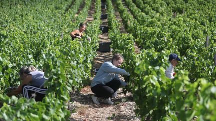 Les vendanges en Champagne, dans le département de l'Aube, en août 2020. Photo d'illustration. (JEROME BRULEY / MAXPPP)