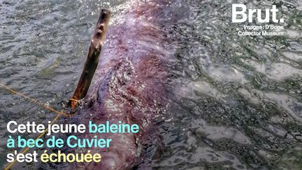 Le 16 mars, sur les côtes d'une île aux Philippines, une baleine s'est échouée après avoir ingéré une grande quantité de plastique. Cette découverte témoigne de la forte pollution des eaux de la région.