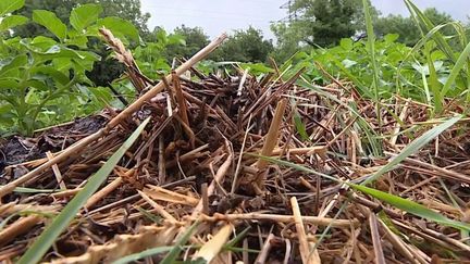 Alors que la sécheresse sévit dans de nombreuses régions, jardiniers comme agriculteurs doivent s'adapter. Certains ont trouvé la parade pour économiser l'eau : ils ressortent d'anciennes recettes comme le paillage, une technique qui permet de garder l'humidité du sol.&nbsp;&nbsp; (FRANCE 3)