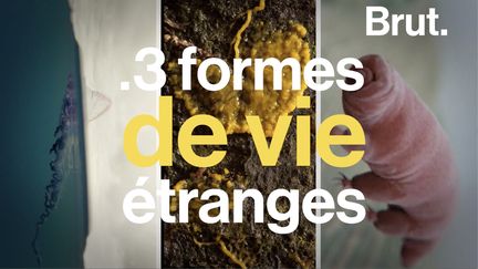 Toutes fascinent les scientifiques. Voici trois formes de vie étranges.