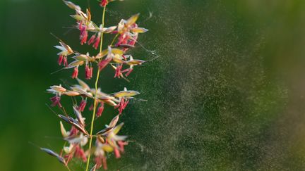 Entre 15 et 20% des&nbsp;Français âgés de&nbsp;15 à 70 ans&nbsp;sont concernés par des allergies aux pollens. (PATRICK PLEUL / DPA-ZENTRALBILD / AFP)