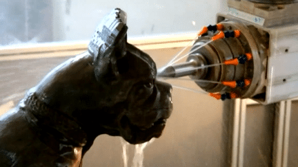 Le robot tailleur de pierre sculpte un chien 
 (France Télévisions/culturebox )