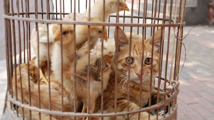 A Qingdao (Chine), un chat prend plaisir &agrave; partager une cage avec des poussins, le 3 juillet 2012. (QUIRKY CHINA NEWS / REX / SIPA)