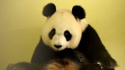 Huan Huan, la femelle panda du zoo de Beauval, à Saint-Aignan (Loir-et-Cher), le 26 juillet&nbsp;2017. (GUILLAUME SOUVANT / AFP)