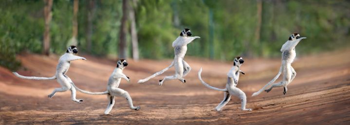 Des lémuriens batifolent au milieu d'une forêt à Madagascar le 24 juillet 2018. Comme Travolta dans le film "La fièvre du samedi soir" de John Baddam (sorti en 1977)... (CATERS/SIPA / CATERS NEWS AGENCY)