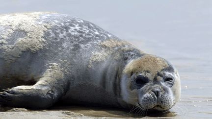 Un phoque sur le banc d'Arguin, devant l'entr&eacute;e du bassin d'Arcachon (Gironde), le 25 ao&ucirc;t 2006. (MAXPPP)