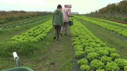 Températures : les chaleurs inhabituelles perturbent la végétation en France