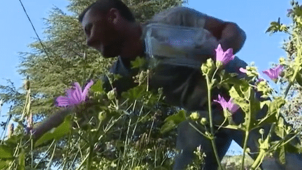 Consommation : des fleurs dans nos assiettes