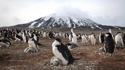 Une colonie de manchots à jugulaire photographiée sur l'île volcanique de Zavodovski en Antarctique, le 16 janvier 2015. (BBC)