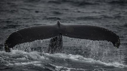 Une baleine est observée lors d'une expédition d'une équipe de recherche turque, le 21 juillet 2022, dans l'archipel du Svalbard (Norvège). (SEBNEM COSKUN / ANADOLU AGENCY / AFP)