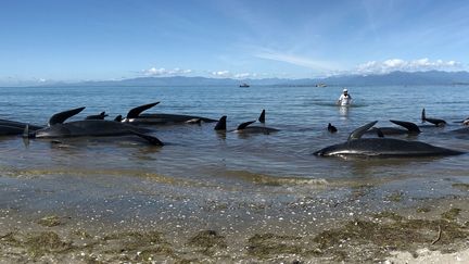 Des centaines de baleines se sont échouées sur des plages de Nouvelle-Zélande, le 11 février 2017. (MARTY MELVILLE / AFP)