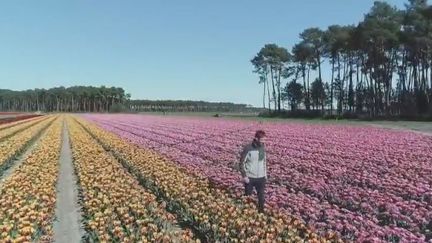 Landes : l'autre pays des tulipes