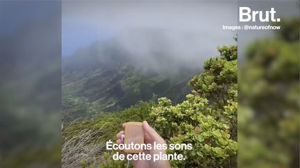 Les plantes aussi peuvent chanter. Avec son invention, Joe a appris à les écouter.