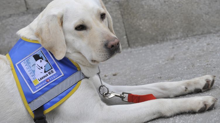 Un Chien Guide D Aveugles Et Ses Proprietaires Refoules D Un Restaurant Il Faut Arreter De Confondre Un Chien Lambda Avec Un Chien D Assistance