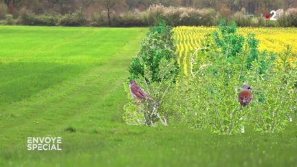 Envoyé spécial. Quand la plaine regorgeait d'oiseaux... il y a seulement quinze ans