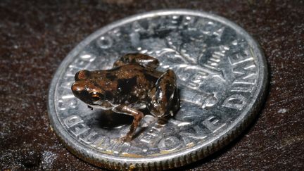 Une grenouille Paedophryne amauensis. (CHRISTOPHER AUSTIN / AFP)