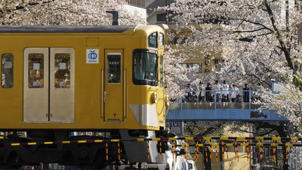 Cerisiers en fleurs avec un train jaune qui passe à un passage à niveau, à Tokyo (Japon), en&nbsp;mars 2021. (KIMIMASA MAYAMA / EPA)