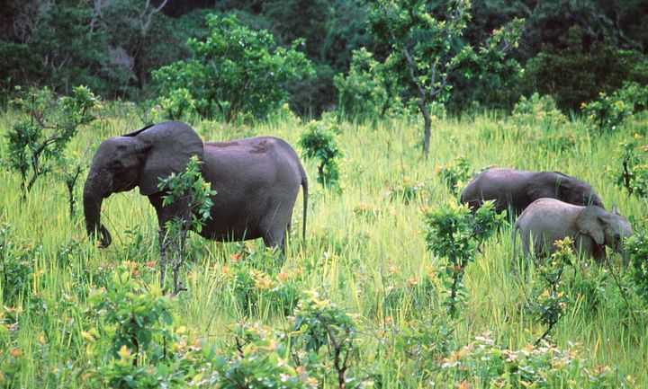 Famille d'éléphants de forêt dans le parc de Lopé au Gabon. (AFP)