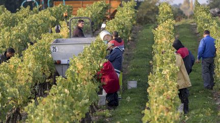 Vin : les vignes françaises malades
