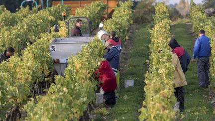 Les vendanges dans le Val-de-Loire sur les coteaux de l'Aubance. (MAXPPP)