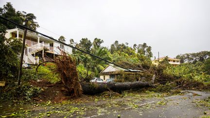 Des arbres couchés à Pointe-à-Ptire (Guadeloupe), le 19 septembre 2017. (CEDRICK ISHAM CALVADOS / AFP)