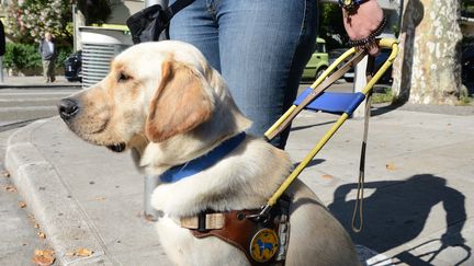 Spécifiquement formé, le chien guide aide la personne aveugle ou mal-voyante à se déplacer, notamment en milieu urbain. Le chien doit marquer l'arrêt devant chaque obstacle. Les bons réflexes&nbsp;sont récompensés. Photo d'illustration.&nbsp; (MAXPPP)