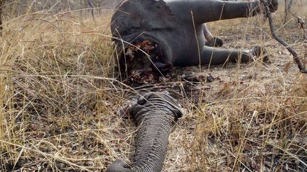 La carcasse d'un &eacute;l&eacute;phant&nbsp;dans le parc national de Boubandjida, dans le nord-est du Cameroun, le 16 f&eacute;vrier 2012. (AP / SIPA / AP)