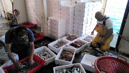 Driss et Christian, les marins du "Danièle Marie", conditionnent le poisson pêché par le chalutier, au Grau-du-Roi (Gard). (MATHILDE BOUQUEREL / FRANCEINFO)