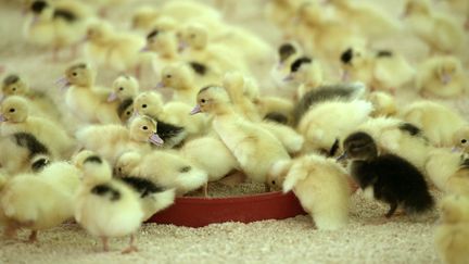 Des canetons dans un élevage de Baigts (Landes), en mai 2017. (IROZ GAIZKA / AFP)