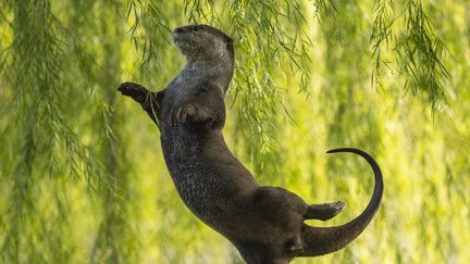 Cette loutre qui semble danser, immortalisée à Singapour par Otter Kwek, a remporté le Prix under water des Comedy Wildlife Photography Awards 2023. (OTTER KWEK)