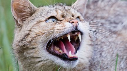 D’après une étude publiée au mois de mai 2020, chaque chat, en&nbsp;Australie, tue 186 animaux par an en moyenne. Photo d'illustration. (JULIAN STRATENSCHULTE / DPA)