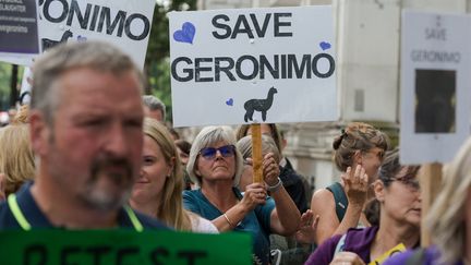 Une manifestation en soutien à Geronimo, un alpaga qui doit se faire euthanasier après avoir été testé positif à la tuberculose, le 9 août 2021 à Londres (Royaume-Uni). (WIKTOR SZYMANOWICZ / NURPHOTO / AFP)