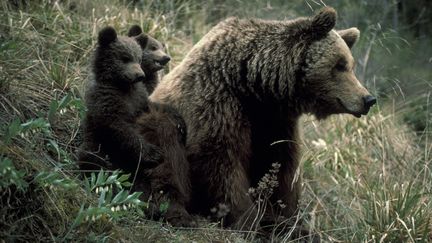 Une femelle ours brun et ses oursons dans les Pyr&eacute;n&eacute;es espagnoles. (FRANCISCO MARQUEZ / BIOSPHOTO / AFP)