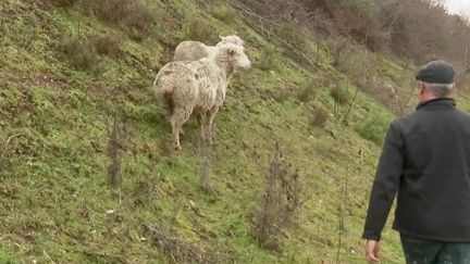 Ruralité : des agriculteurs utilisent des GPS pour géolocaliser leurs troupeaux