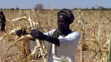 A Bargagar, le 1er décembre 2011, un paysan essaye de récupérer ce qu’il reste de sa récolte de bérébéré (sorgho blanc).

En plus de la sécheresse, les oiseaux et les sauterelles ont aussi ravagé ses champs. (AFP PHOTO / OXFAM / IRINA FUHRMANN)