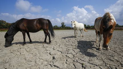 Des chevaux sur une terre desséchée près de&nbsp;Bastelicaccia (Corse-du-Sud), le 27 juin 2017. (PASCAL POCHARD-CASABIANCA / AFP)