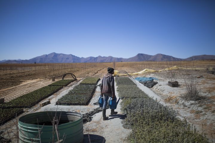 Culture de cannabis près de Maseru, la capitale du Lesotho (9 août 2019) (GUILLEM SARTORIO / AFP)